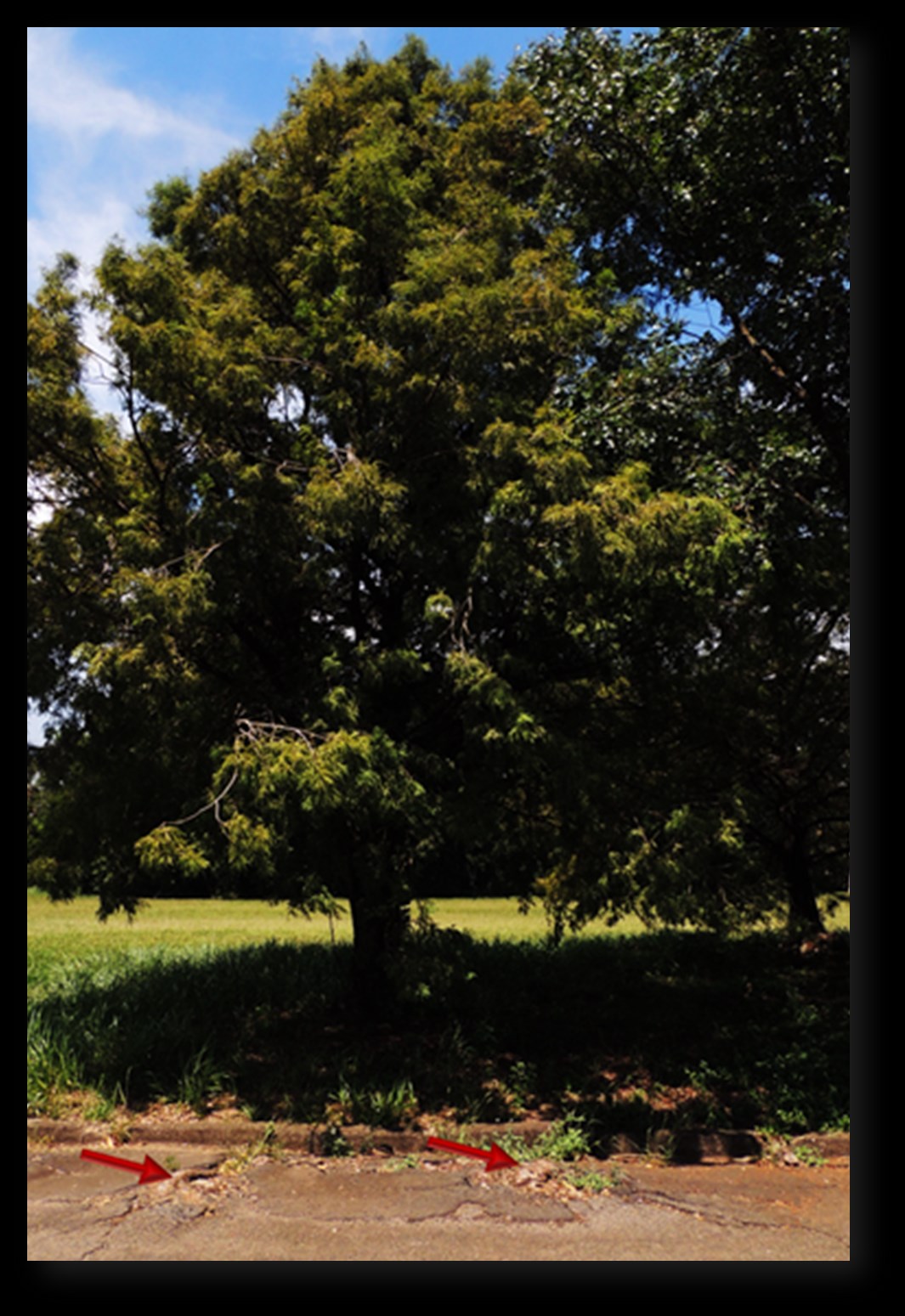 Morfologia da raiz de plantas com sementes Figura 47 Raízes Respiratórias (pneumatóforos) de Cipreste Calvo.