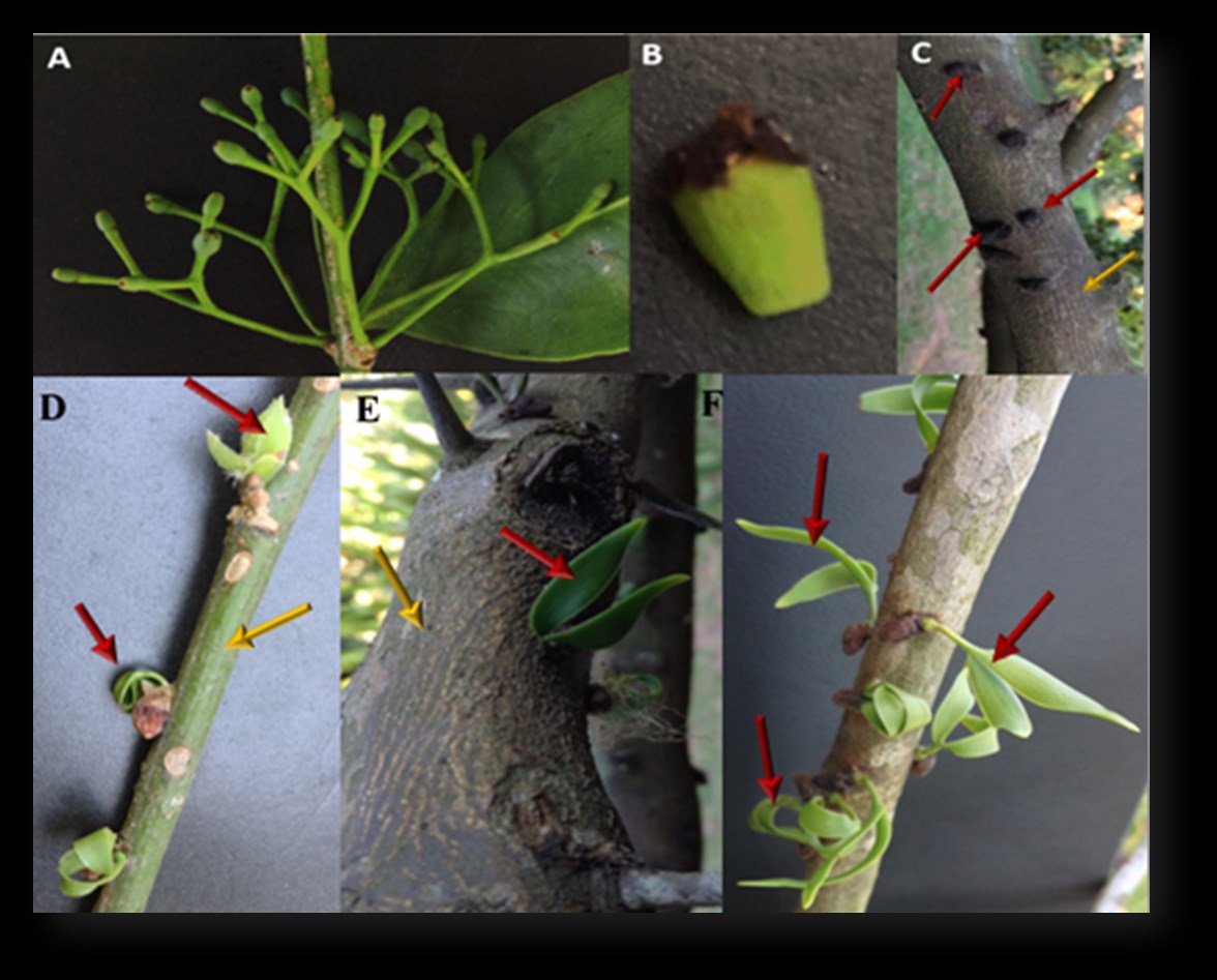 Morfologia da raiz de plantas com sementes Figura 56 Fases do ciclo de vida da erva de passarinho.