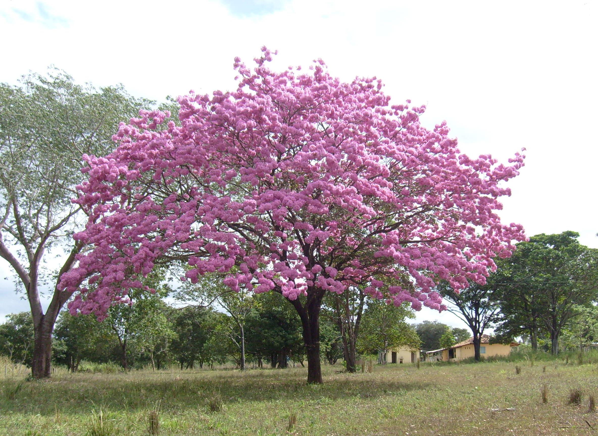 Ipê Roxo.