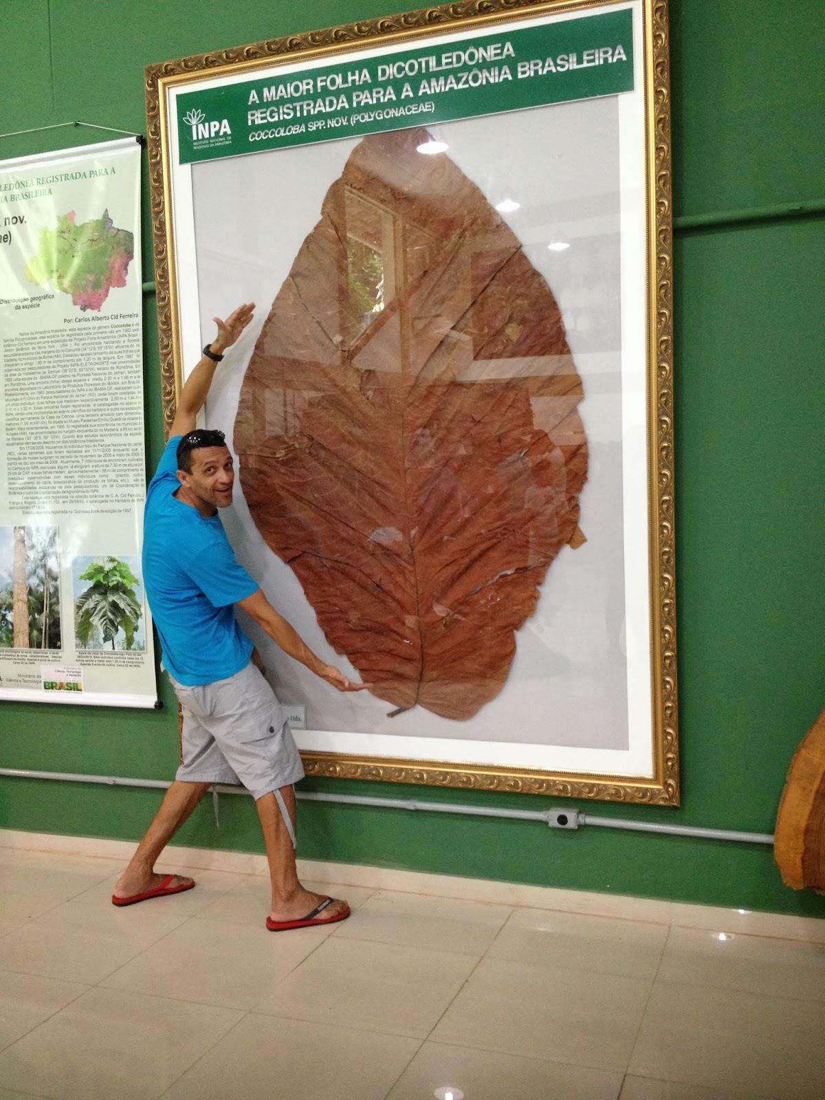 A caracterização latifoliada da Amazônia é