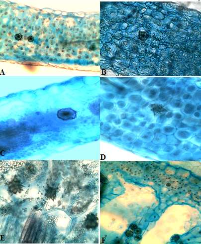 devido principalmente a algumas importantes propriedades nutricionais presentes, como por exemplo, proteínas digestíveis (COSTA et al., 2008), e também macro e micro nutrientes (SOUZA et al., 1999).