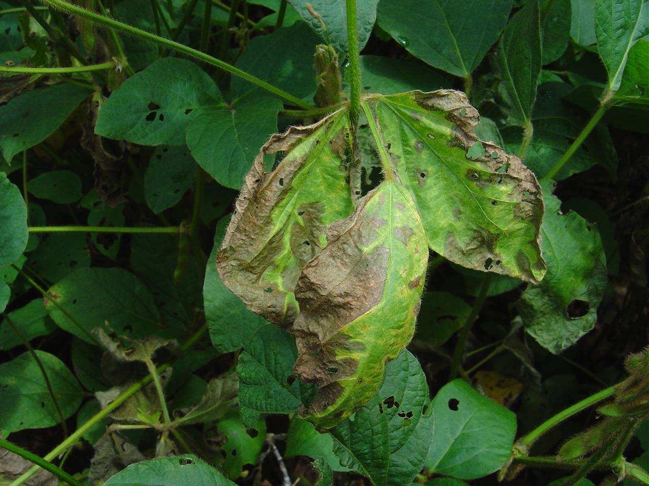 Mofo branco - Sclerotinia sclerotiorum - Primeiros sintomas a nível de dossel: murcha e eventual morte