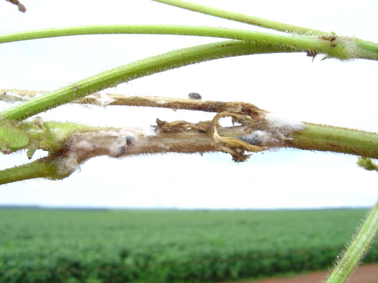 Mofo branco - Sclerotinia sclerotiorum - Manchas de anasarca que evoluem