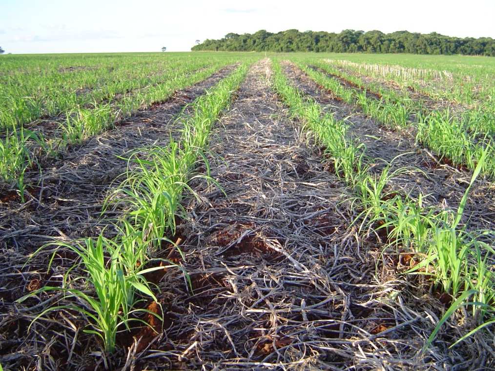 Mofo branco - Sclerotinia sclerotiorum - Uso de sementes certificadas (espiral e mesa de gravidade) - Tratamento de sementes (Benzimidazol + Contato) - Rotação de