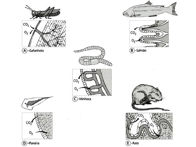 10. Na figura estão esquematizadas as superfícies respiratórias de diferentes animais. Faz corresponder cada uma das superfícies respiratórias ao respectivo conceito.