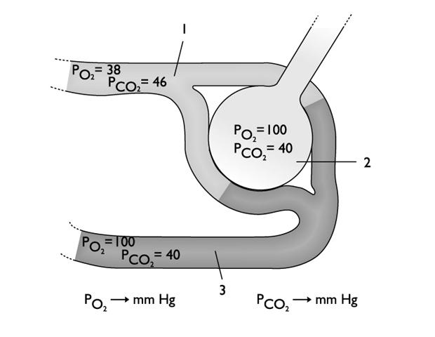 12. A figura representa uma mitocôndria. E C membrana interna. matriz mitocondrial. crista mitocondrial. 13. Estabelece a correspondência correcta. afirmações.