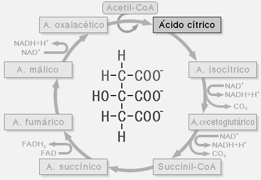 CATABOLISMO DE CARBOIDRATOS CICLO DE KREBS Sinônimos: Ciclo dos ácidos tricarboxílicos, ciclo do ácido cítrico ou ciclo de Krebs.