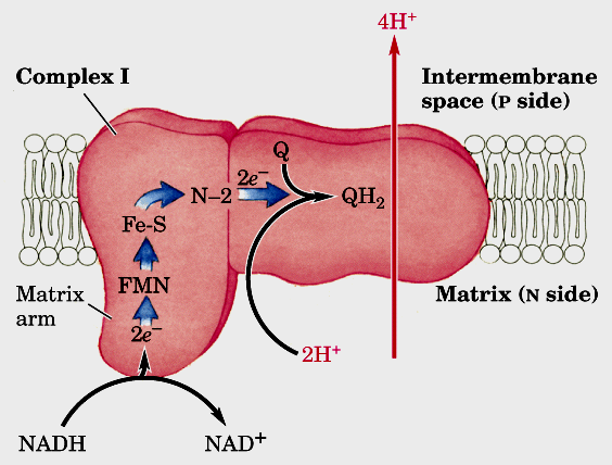 Só recebe elétrons do NADH da matriz mitocondrial Transfere dois elétrons do NADH e dois próton (H + ) da matriz para a