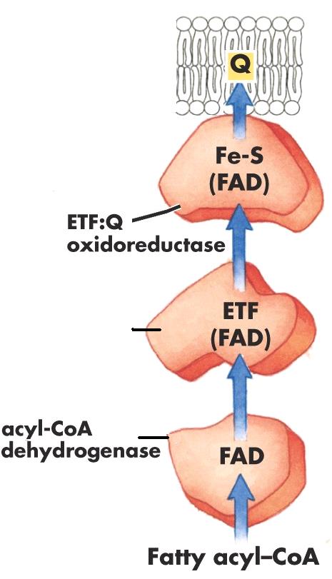 Outra flavoproteina importante na cadeia respiratória recebe elétrons da oxidação dos ácidos graxos