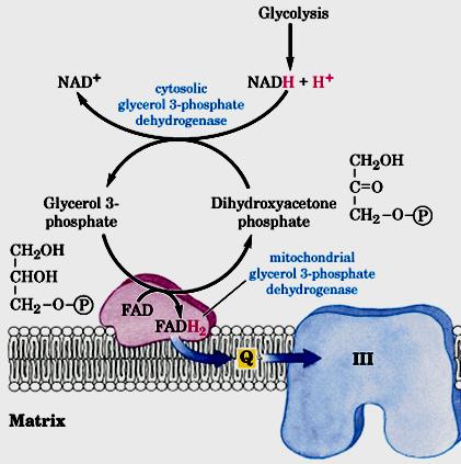 Glicerol 3-P desidrogenase (citosolica e mitocondrial) também são enzima importantes nessa transferência de elétrons NADH formado no citossol durante a glicólise não pode transferir