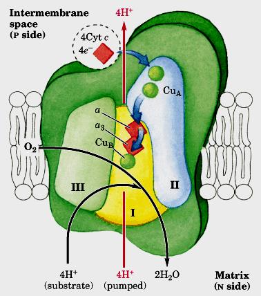 Passo final da fosforilação oxidativa onde 4 cit c doam os elétrons (1 de cada vez) para centro CuA que passa os elétrons para o centro CuB.