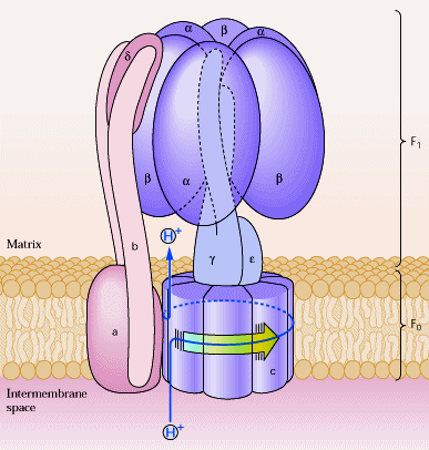 ATP sintase Grande complexo enzimático na membrana mitocondrial interna N Apresenta dois componentes estruturais F 1 (proteína periférica de membrana - matriz) e F 0