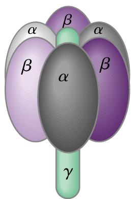 rotacional de catálise explica a síntese de ATP Um conjunto se liga com grande