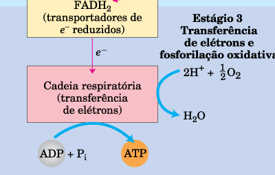 Respiração Celular 1º estágio: glicose, ácidos graxos e alguns aminoácidos Fragmentos de 2 C grupo acetil da Acetil-CoA 2º estágio: oxidação dos grupos acetil CICLO DO ÁCIDO CÍTRICO ENERGIA liberada