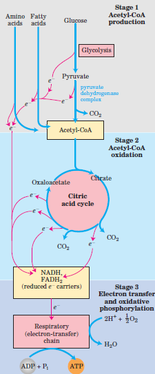 Ciclo de Krebs Ciclo do ácido Tricarboxílico Tem papel central no metabolismo Destino do Piruvato, aminoácidos e ácidos graxos no metabolismo