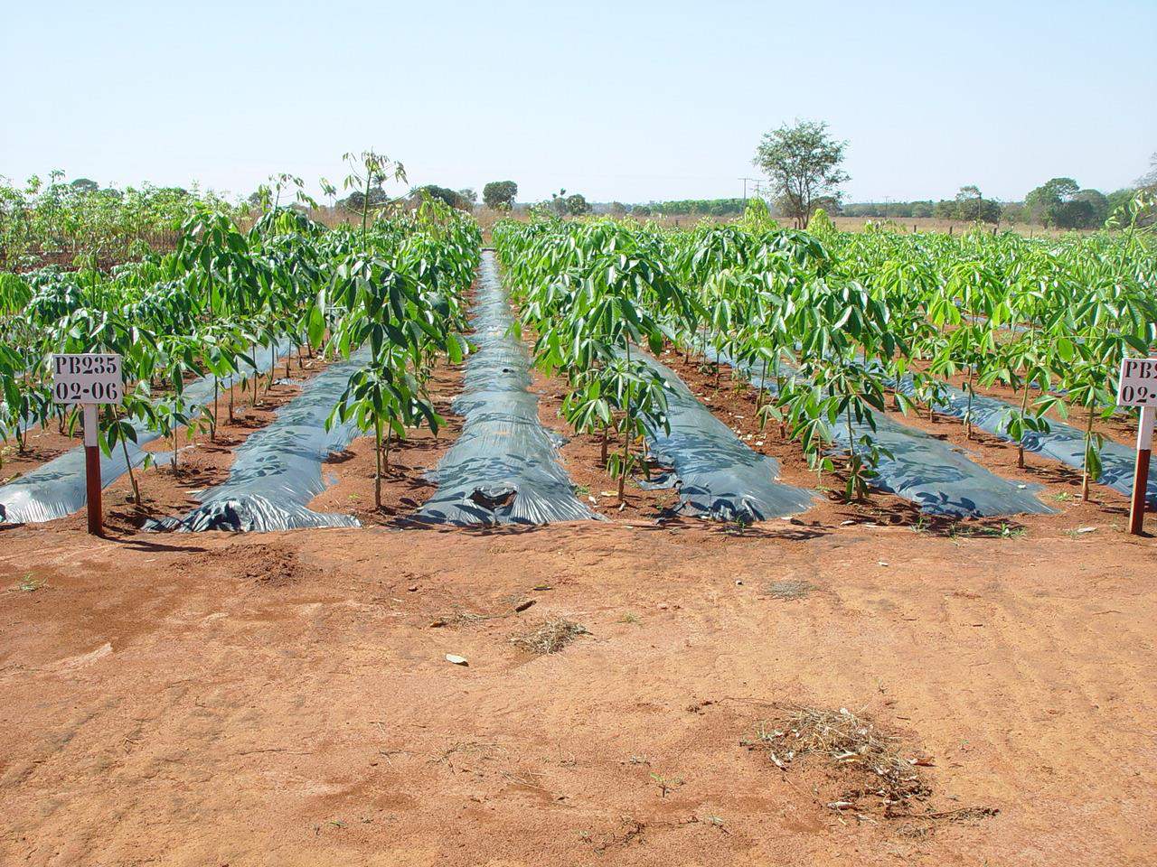 JARDIM CLONAL Foto: