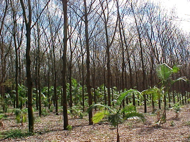 Classificação dos SAFs segundo a natureza dos componentes Componente florestal: associação com árvores (algumas essências nativas