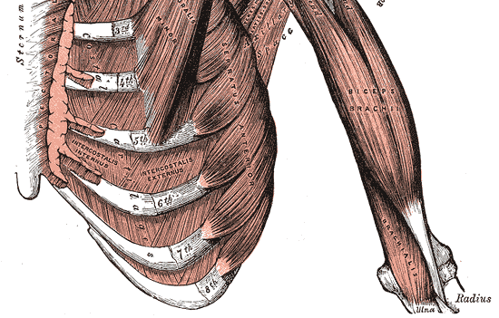 Revisão Anatomica