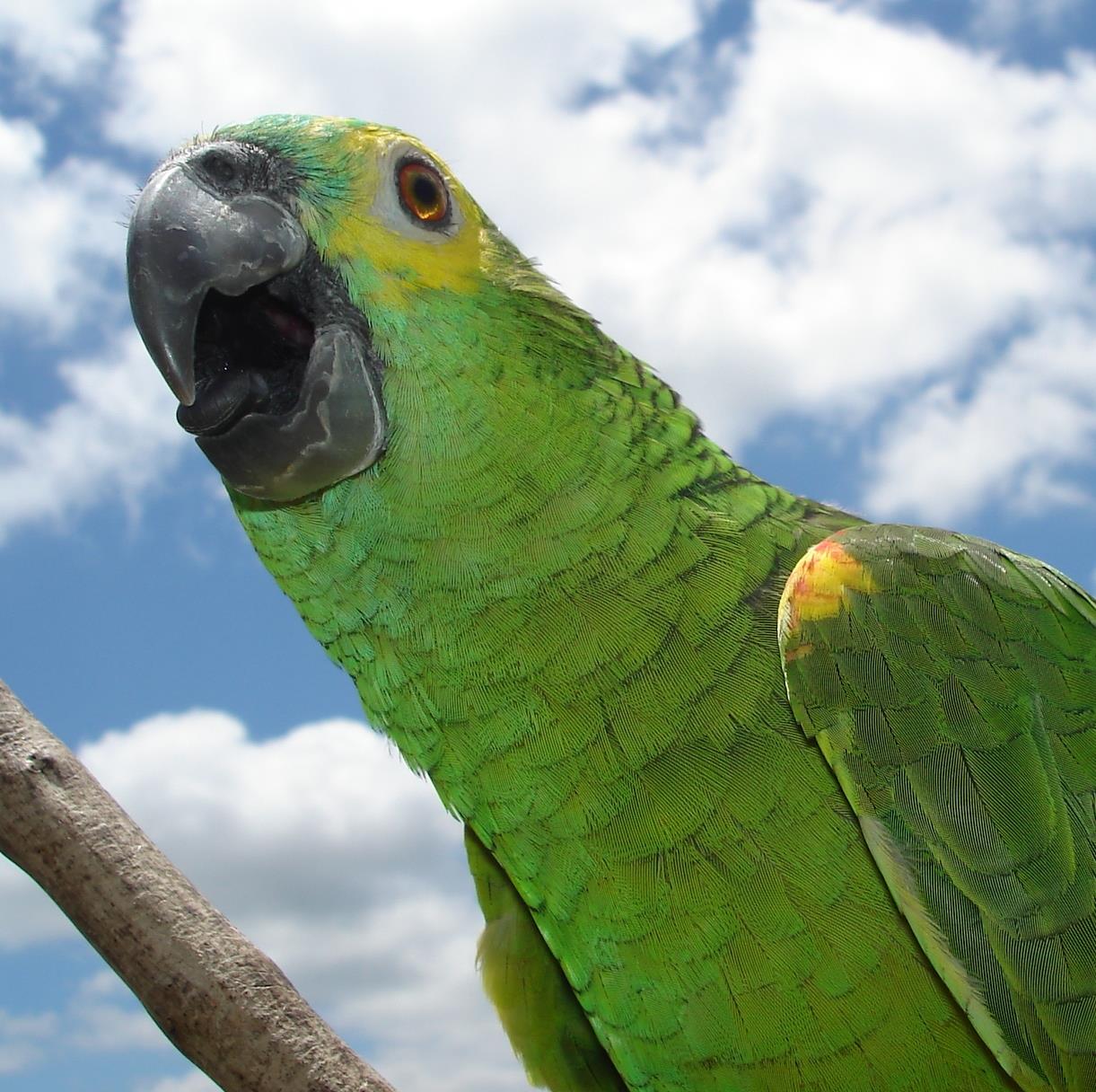 Papagaio O papagaio é, É, como muitas pessoas, Um bicho que faz banzé E que põe no mesmo pé Coisas más e coisas boas.