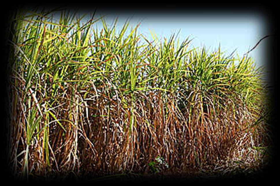 Agricultura de Plantation DEFINIÇÃO: A agricultura de plantation consiste em um grande sistema de monocultura.