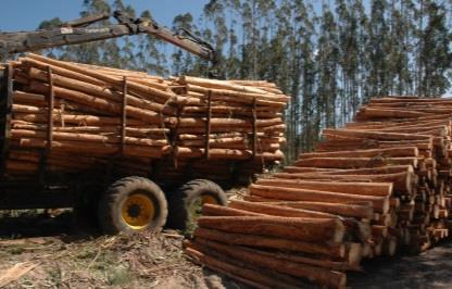 Regulamento n.º 995/2010 - obrigações dos operadores que colocam madeira no mercado A.