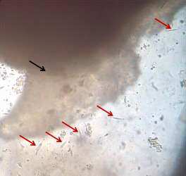 2 Uso de cultura celular de membrana... isolamento em cultivo celular (FEITOSA et al., 2011), microscopia eletrônica (RICARTE et al., 2010) e técnicas de biologia molecular (ANDRIOLI et al.