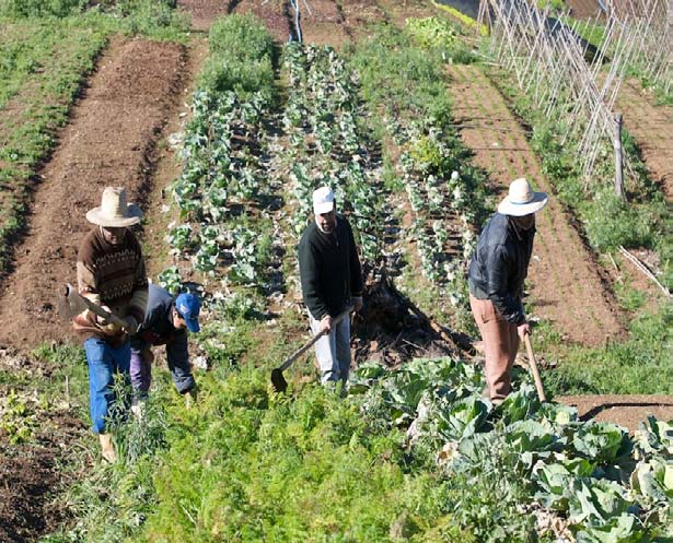 ALGUNS ASPECTOS DA POLÍTICA PÚBLICA DE ASSENTAMENTO 84,3 milhões de hectares