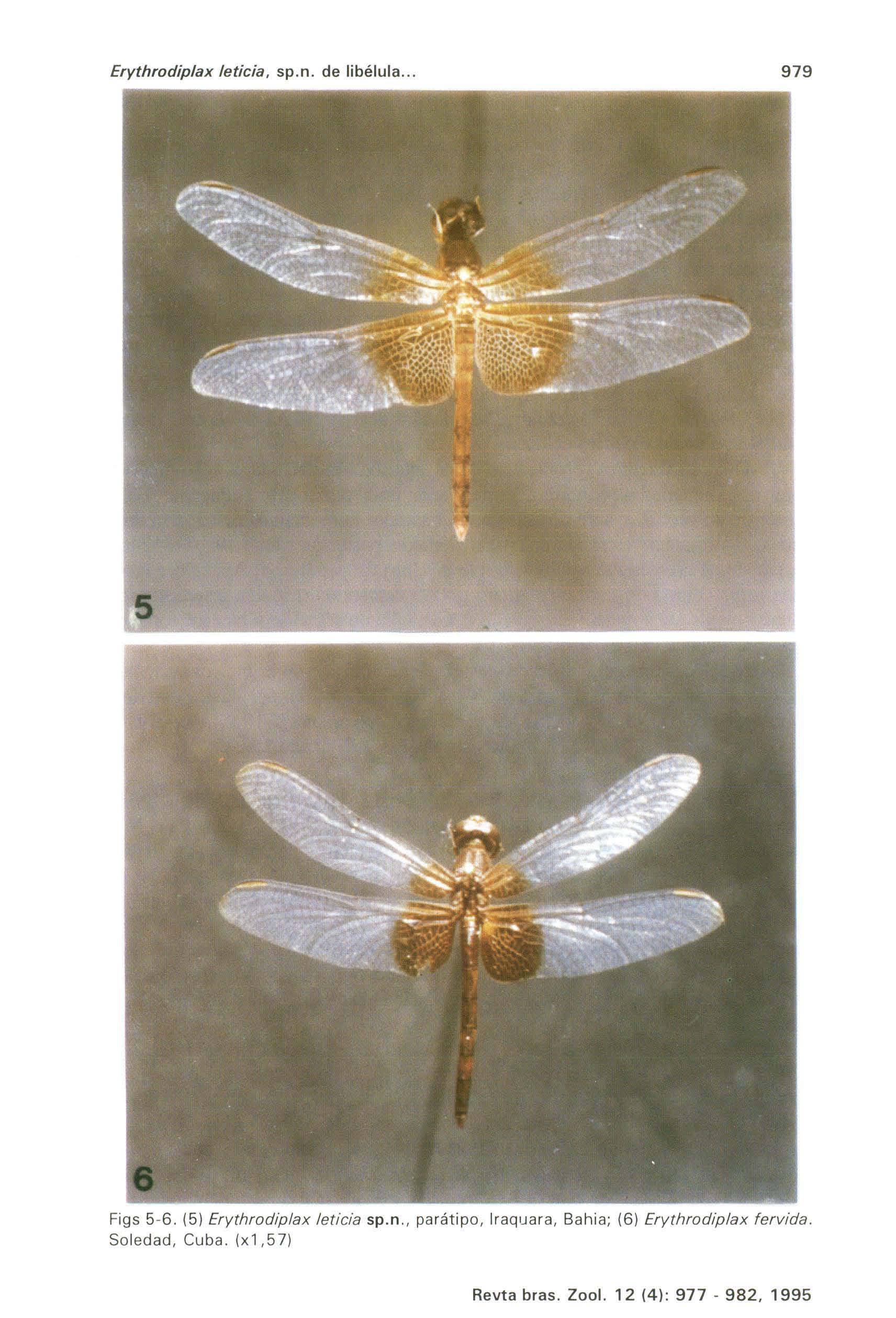 Erythrodiplax letieia, sp.n. de libélula... 979 Figs 5-6.