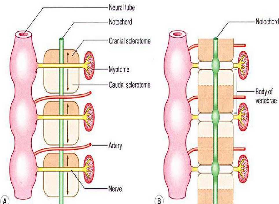 anterior do Esclerótomo B 1) O corpo do artrópodo é segmentado primeiro molecularmente (PARASEGMENTO), depois anatomicamente (SEGMENTO) A B A B 2) Os