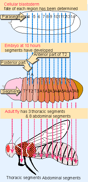 Estrutura da pele e músculo subjacente Os derivados dos somitos EPIDERME DERME MÙSCULO Esclerótomo vértebras e costelas Dermátomo Miótomo derme