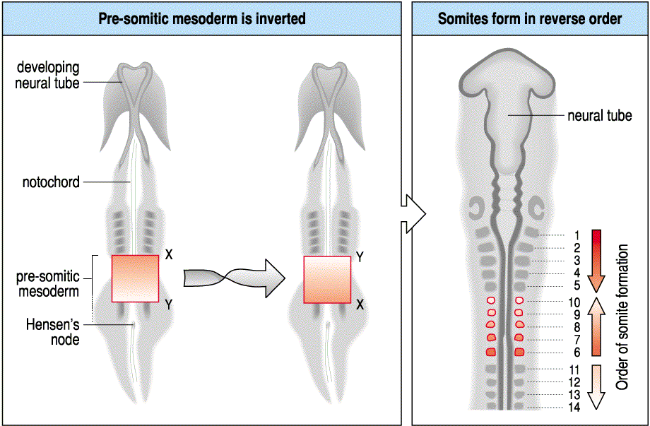 A carreira de um somito: De célula mesenquimal do mesoderma lateral para um agregado celular Youtube Os somitos são formados : a)