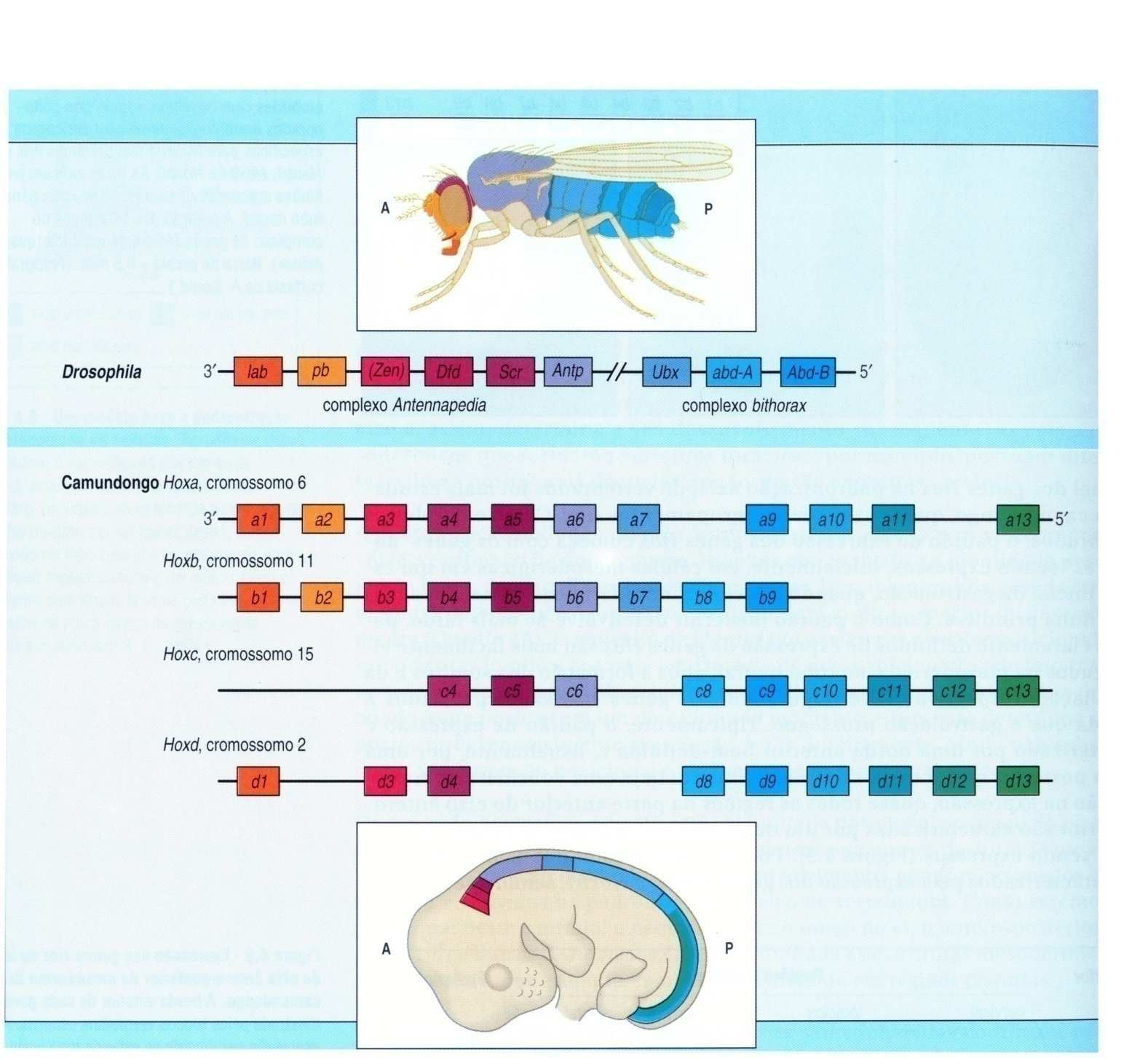 Vertebrados Superiores têm 4 grupos de gene Hox (Genes Hox e identidade