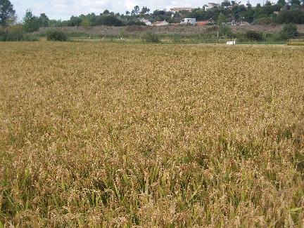 Pág. 21 Anuário de Experimentação 2012 Resultados da cultura do arroz produzido em MPB em 2012 O efeito do azoto disponibilizado pela luzerna na produção de arroz Quadro 1 Produção de arroz Nº das