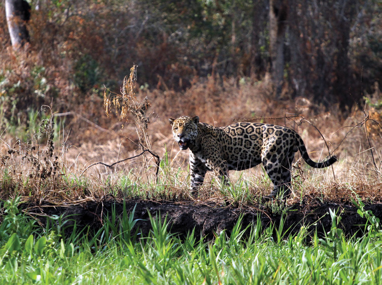 De longe com teles, os participantes da expedição tiveram a chance de fotografar onças em seu hábitat À caça de onças no Pantanal Fotografe acompanhou uma expedição fotográfica de