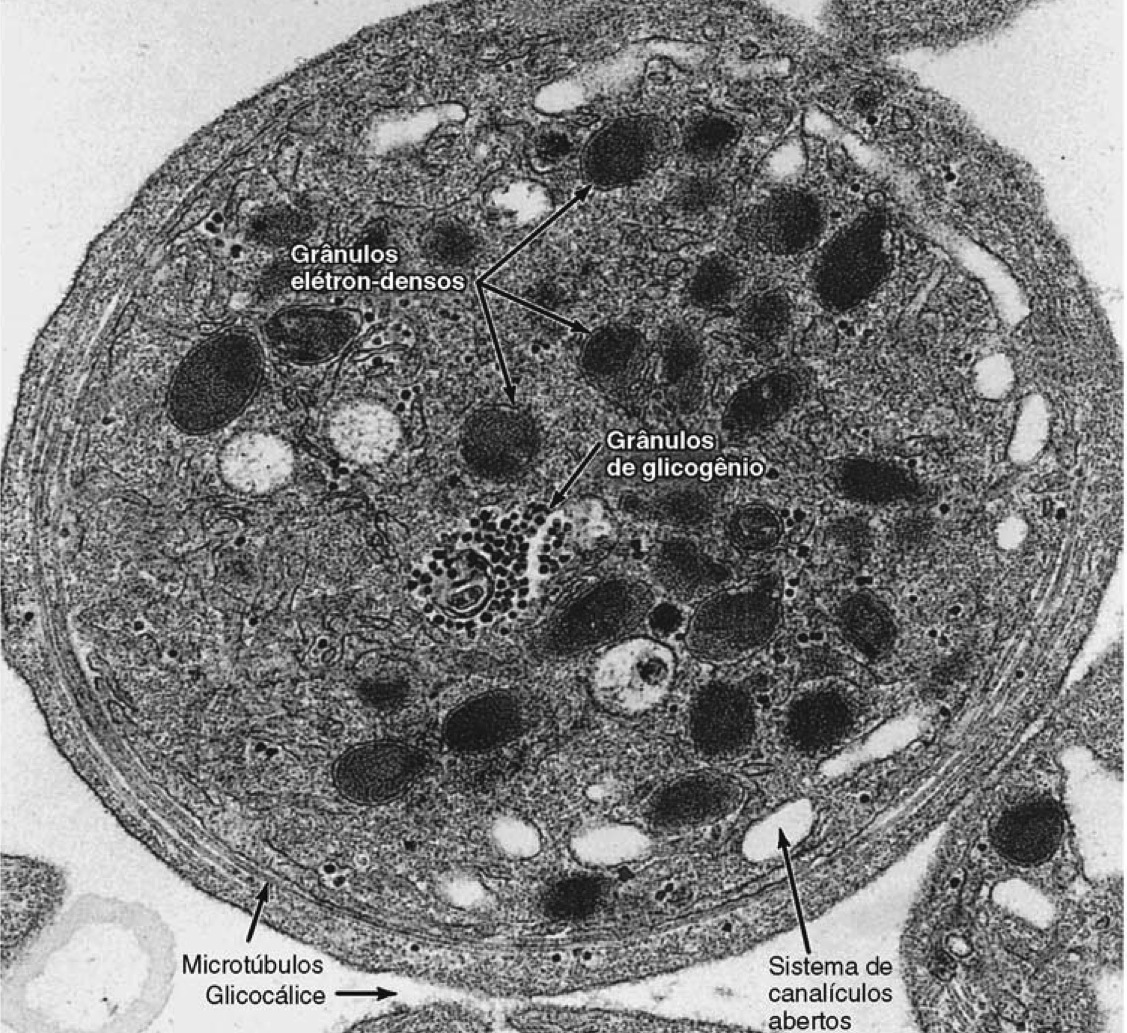 PLAQUETAS Ou trombócitos = fragmentos citoplasmáticos dos megacariócitos