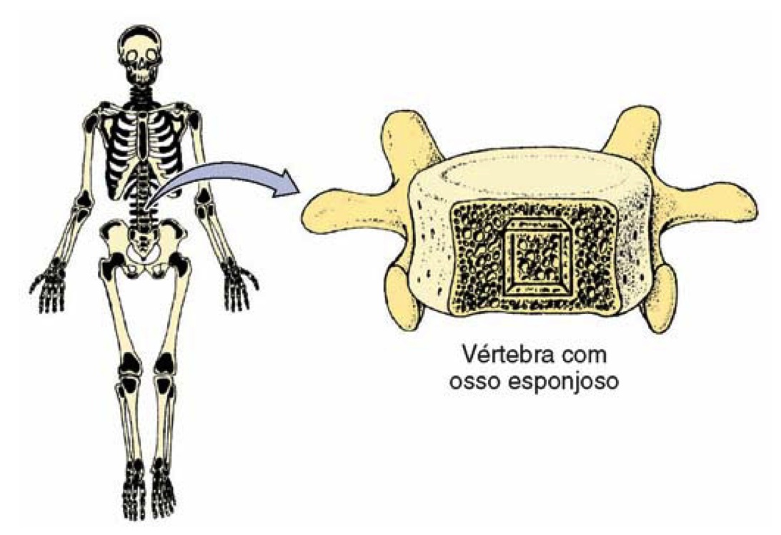 DISTRIBUIÇÃO DA MEDULA ÓSSEA