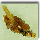 Tmesipteris Gametófito subterrâneo, aclorofilado associado a fungo simbiôntico rizóides Esporófito