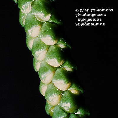 estróbilo B Lycopodiaceae Esporângios ao longo do caule (A) ou reunidos em estruturas