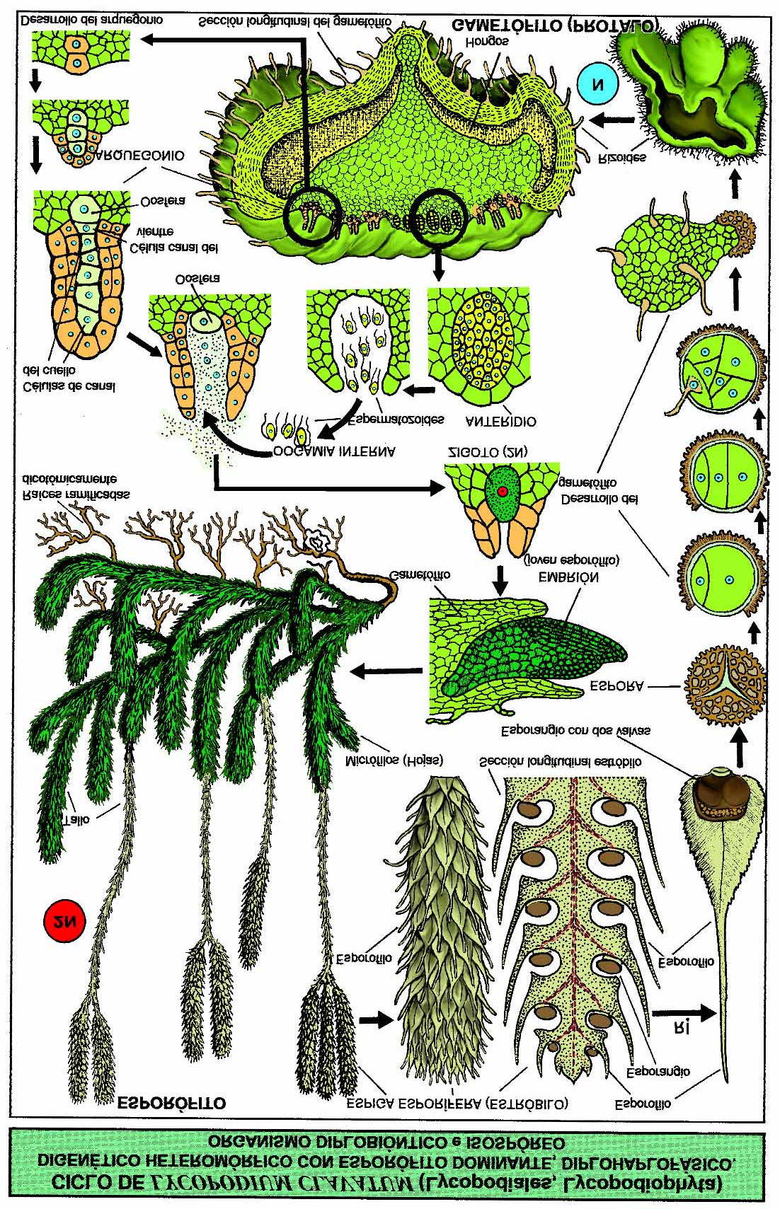 Filo Lycophyta Ciclo de vida de Lycopodium (homosporada) alternância de gerações heteromórficas em que predomina a geração