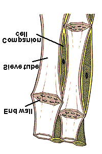 Sistema vascular Composto por floema e