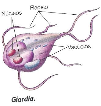 2 - Classifique, de verdadeira ou falsa, cada uma das seguintes afirmações. A - Todos os seres vivos que existem atualmente na Terra são procariontes.