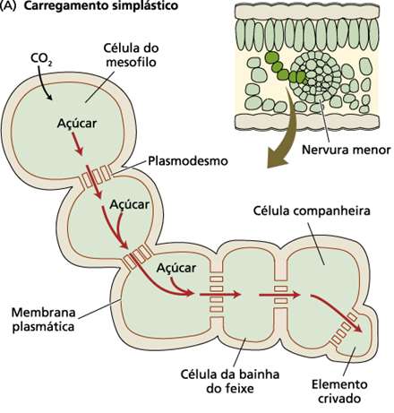 Fotossintatos podem mover-se para elementos crivados via: apoplasto ou simplasto (transporte de curta distância) # Nas folhas-fonte, na rota simplástica o açúcar