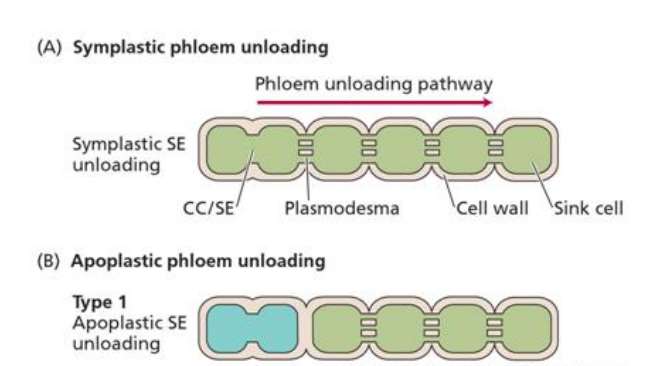 DESCARREGAMENTO DO FLOEMA (A) Descarregamento simplástico do floema e transporte a curta distância Rota de descarregamento do floema Descarregamento