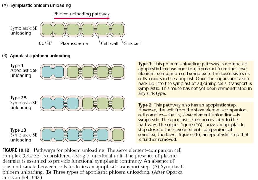 Descarregamento do floema: rotas via simplástica e