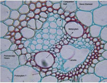Elementos de vasos em caule de Monocotiledôneas CÉLULAS COMPANHEIRAS Xilema Floema Corte