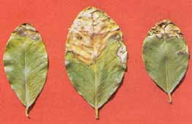 Sintomas de deficiência - Diminuição do tamanho das folhas - Murchamento de folíolos - Clorose, bronzeamento e necrose de folhas - Suspensão da