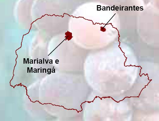 Subtropical Norte do Paraná 3 safras a cada 2 anos Podas jun - jul e Jan fev Colheita Dez Jan e Abr mai respectivamente Lat 23 S Lon 51 W