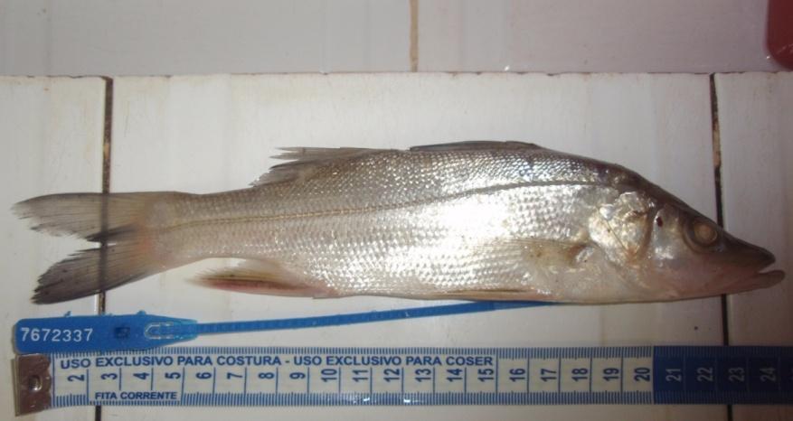 ECOLOGICAL ASPECTS OF SNOOK - LATERAL LINE MORE EVIDENT - WEIGH 25 Kg (MÁX) FIGUEIREDO & MENEZES (1980); WWW. FISHBASE.