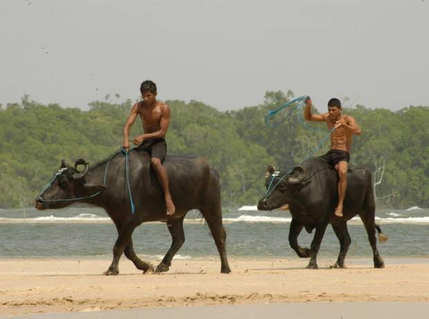 O Pará tem o maior rebanho de búfalos do Brasil, com