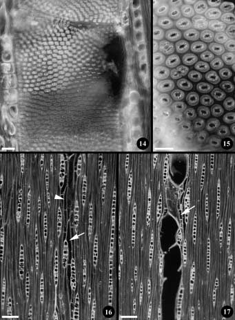 676 Pires & Marcati: Anatomia e uso da madeira de duas variedades de Sclerolobium paniculatum Vog.